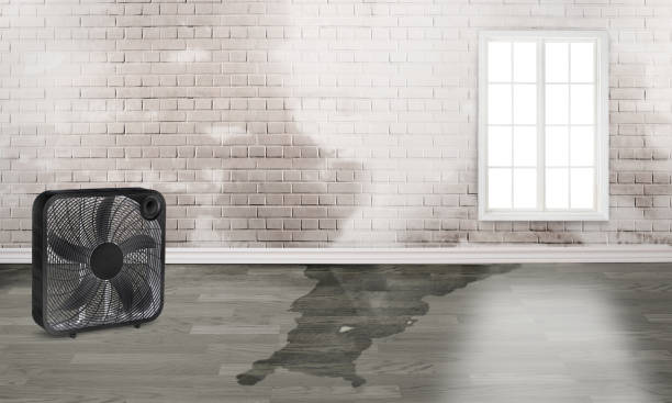 Best Water damage cleanup near me  in Woodmont, CT